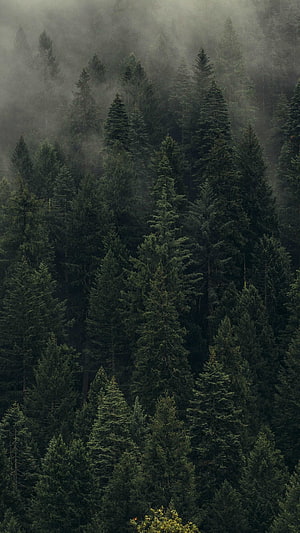 Misty Evergreen Forest With Tall Pine Trees In Foggy Mountain Landscape HD phone wallpaper