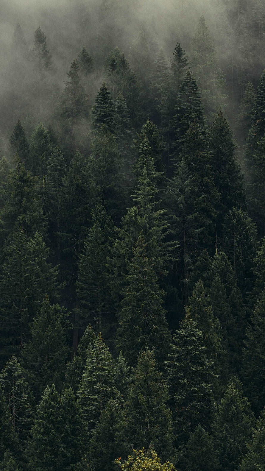 Misty Evergreen Forest With Tall Pine Trees In Foggy Mountain Landscape HD phone wallpaper