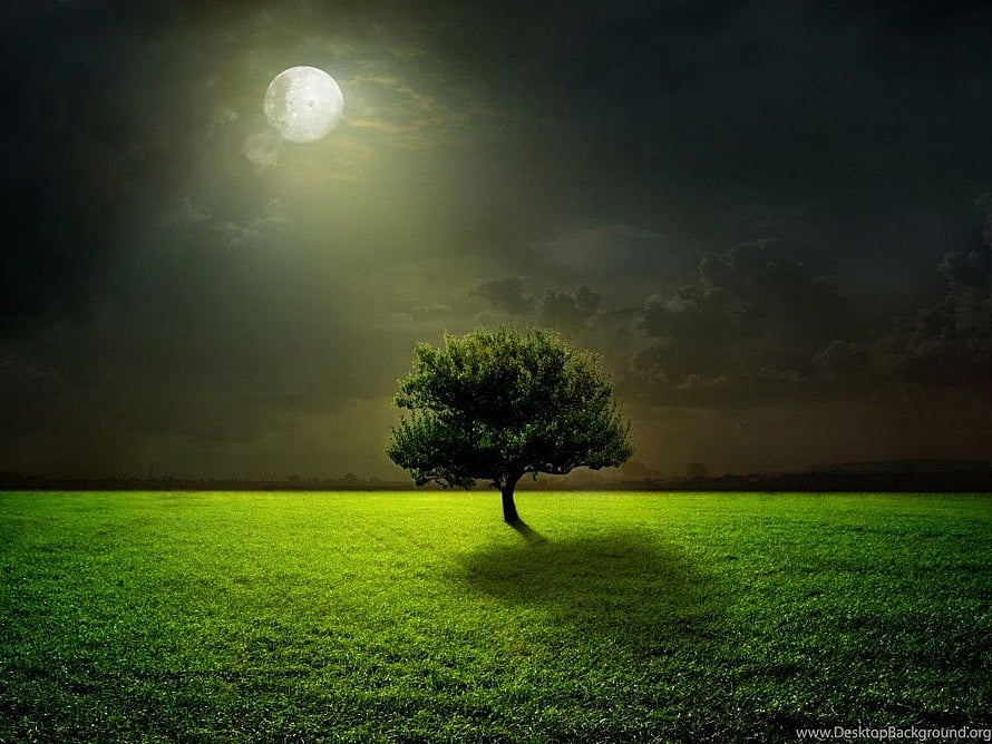 Lone Tree in a Green Field Under a Bright Full Moon at Night HD wallpaper