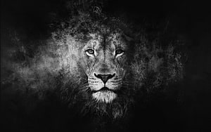 Majestic Lion Portrait Emerging From Dark Smoke in Dramatic Black and White Photography HD wallpaper