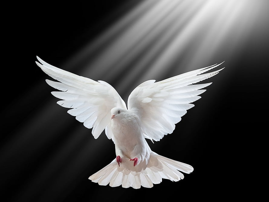 White Dove in Flight with Dramatic Light Rays Against a Dark Background HD wallpaper