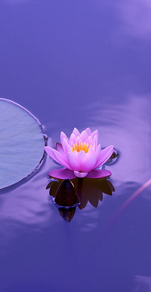 Pink Lotus Flower Floating on Calm Purple Water with Lily Pad Reflection HD phone wallpaper