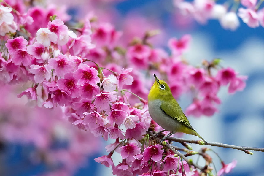 Japanese White Eye Perched on Vibrant Pink Sakura Blossoms in Spring HD wallpaper