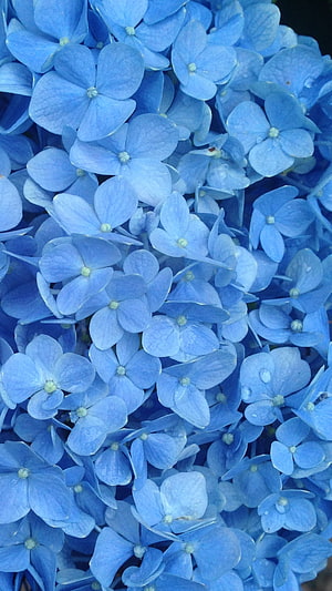 Vibrant Blue Hydrangea Blooms in Dense Cluster with Soft Petal Texture HD phone wallpaper
