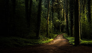 Sunlit Forest Trail Winding Through Tall Trees and Lush Green Undergrowth HD wallpaper