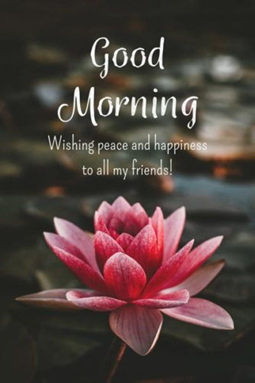 Pink Lotus Flower on Dark Water with Good Morning Greeting Text HD phone wallpaper