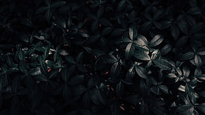Dark Green Leaves in Deep Shadow with Subtle Highlights HD wallpaper