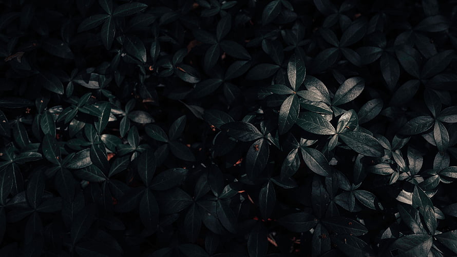 Dark Green Leaves in Deep Shadow with Subtle Highlights HD wallpaper