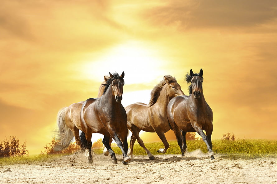 Three wild horses galloping across a dusty field at golden hour with a dramatic sunset sky HD wallpaper