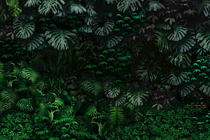 Dark Tropical Jungle Wall with Monstera and Fern Leaves in Deep Green Tones HD wallpaper