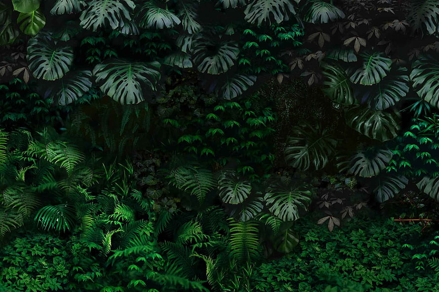 Dark Tropical Jungle Wall with Monstera and Fern Leaves in Deep Green Tones HD wallpaper
