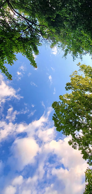 Serene Blue Sky With Fluffy White Clouds Framed By Lush Green Tree Branches HD phone wallpaper