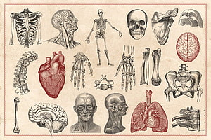Vintage Medical Illustration Collection Featuring Human Skeleton, Organs, and Anatomical Studies, Vintage Anatomy Vectors. Anatomy art, Vintage illustration, Medical illustration HD wallpaper
