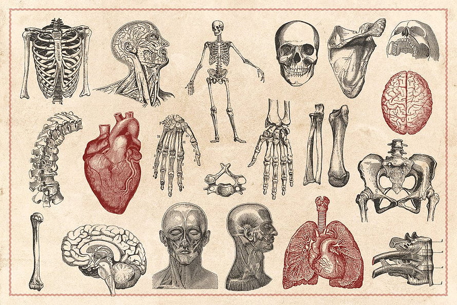 Vintage Medical Illustration Collection Featuring Human Skeleton, Organs, and Anatomical Studies, Vintage Anatomy Vectors. Anatomy art, Vintage illustration, Medical illustration HD wallpaper