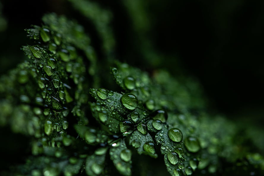 Macro Photography of Dew Drops on a Green Leaf with Dark Background HD wallpaper