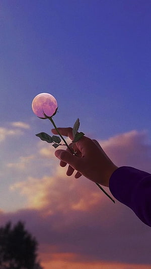 Hand Holding Rose With Moon Bloom Against Purple Sunset Sky HD phone wallpaper