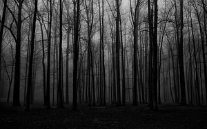 Dark Misty Forest with Bare Trees and Eerie Atmosphere HD wallpaper