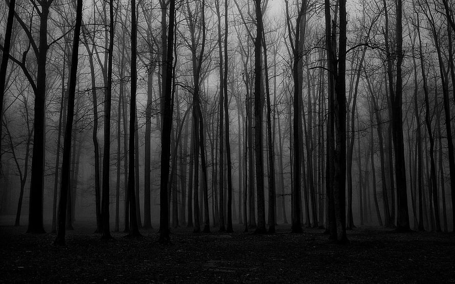Dark Misty Forest with Bare Trees and Eerie Atmosphere HD wallpaper