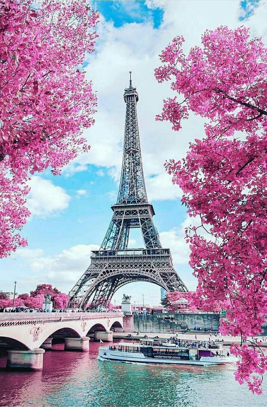 Eiffel Tower in Paris framed by vibrant pink cherry blossoms along the Seine River HD phone wallpaper