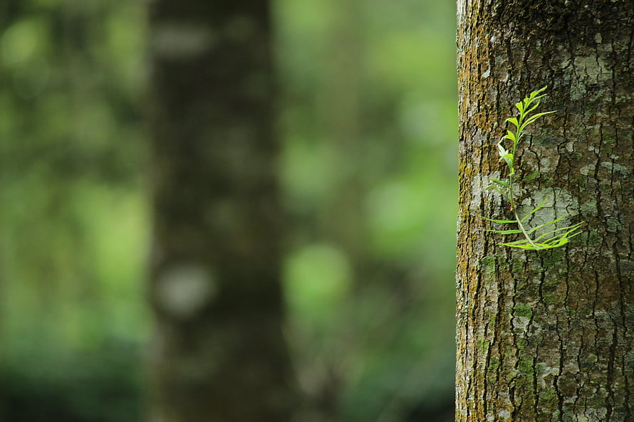 Delicate Green Sprout Emerging from Textured Tree Bark in a Lush Forest HD wallpaper