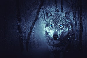 Majestic Wolf With Glowing Blue Eyes In Snowy Winter Forest HD wallpaper