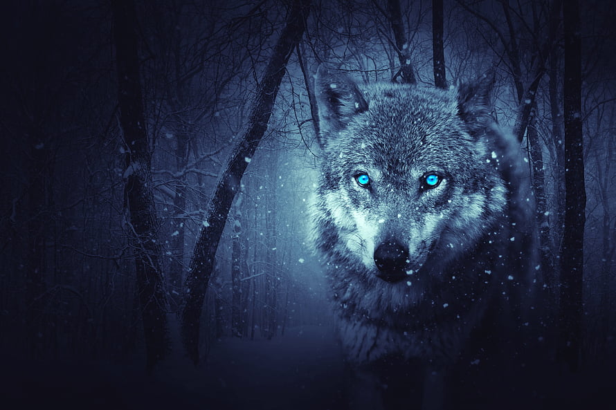 Majestic Wolf With Glowing Blue Eyes In Snowy Winter Forest HD wallpaper