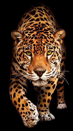 Majestic Jaguar Stalking Forward Against a Dark Background HD phone wallpaper
