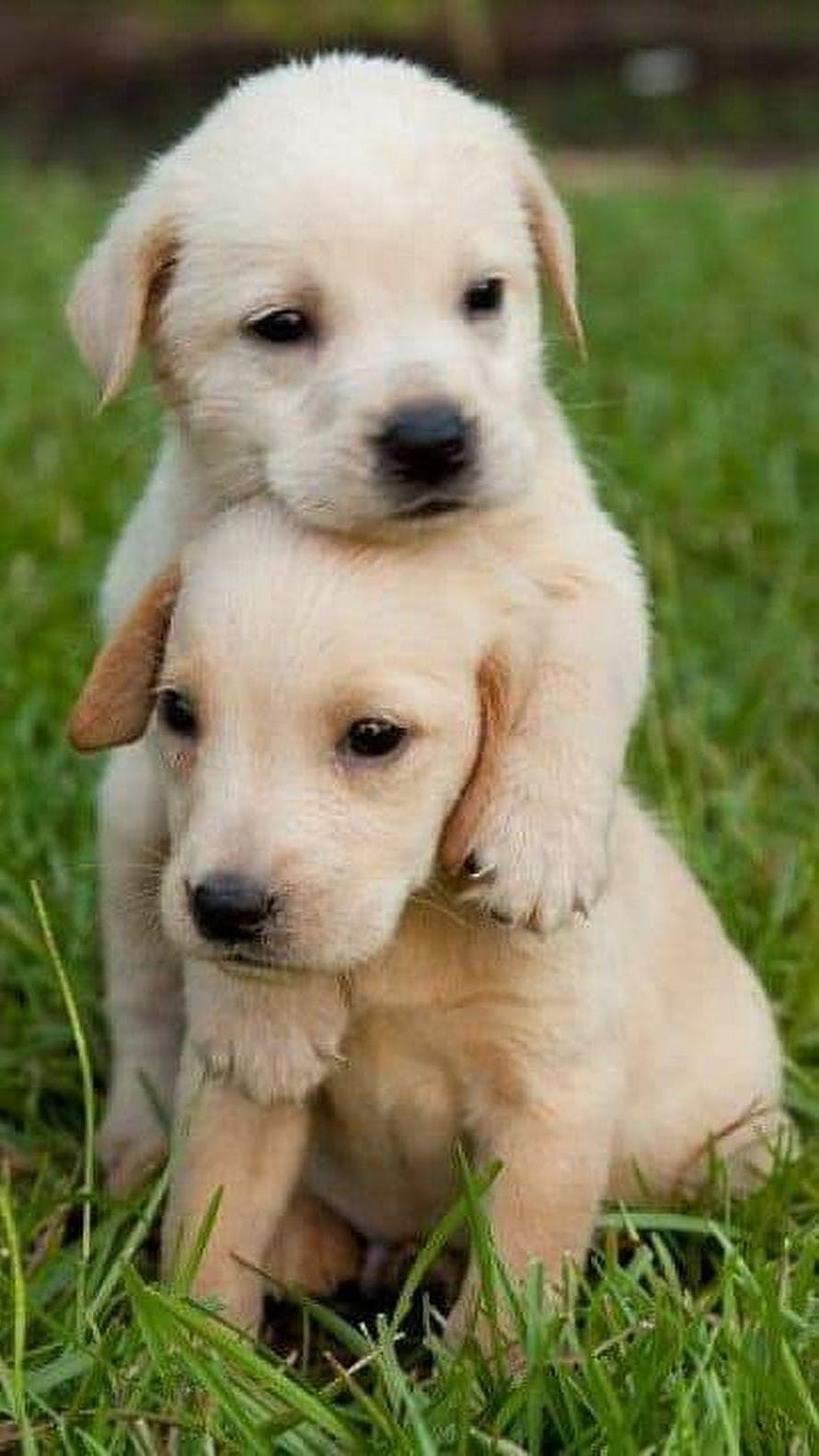 Two Adorable Golden Retriever Puppies Sitting Together on Green Grass HD phone wallpaper
