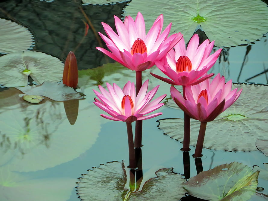 Vibrant Pink Water Lilies Blooming on a Calm Pond with Large Green Pads HD wallpaper