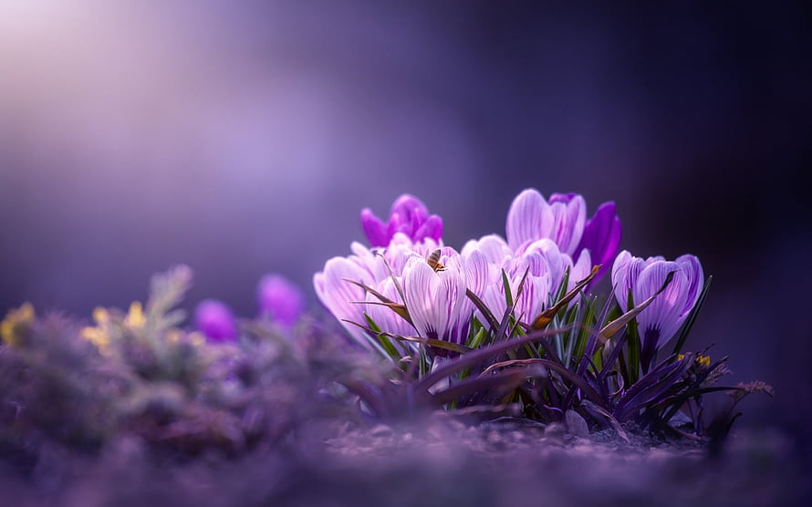 Purple Crocus Flowers Blooming in Spring with Soft Focus Background HD wallpaper