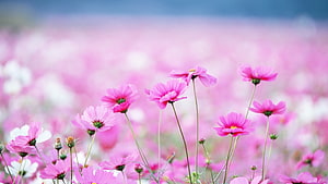 Vast Field Of Pink Cosmos Wildflowers In Full Spring Bloom HD wallpaper