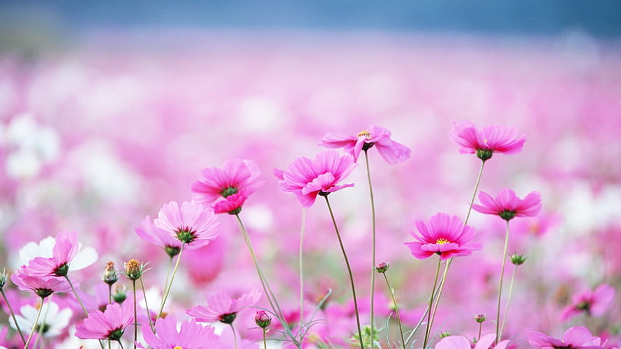 Vast Field Of Pink Cosmos Wildflowers In Full Spring Bloom HD wallpaper