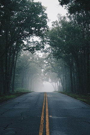 Misty Forest Road with Yellow Center Line Disappearing into Fog HD phone wallpaper