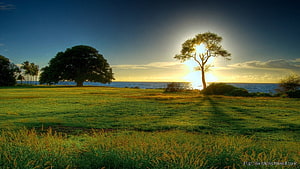 Serene Coastal Sunset With Silhouetted Trees And Golden Grass HD wallpaper