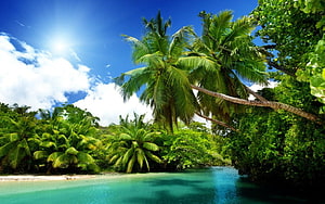 Tropical Lagoon with Palm Trees and Turquoise Water Under a Bright Blue Sky HD wallpaper