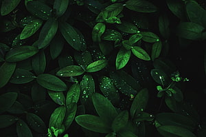 Dark Green Leaves With Dew Drops In Macro Nature Photography HD wallpaper