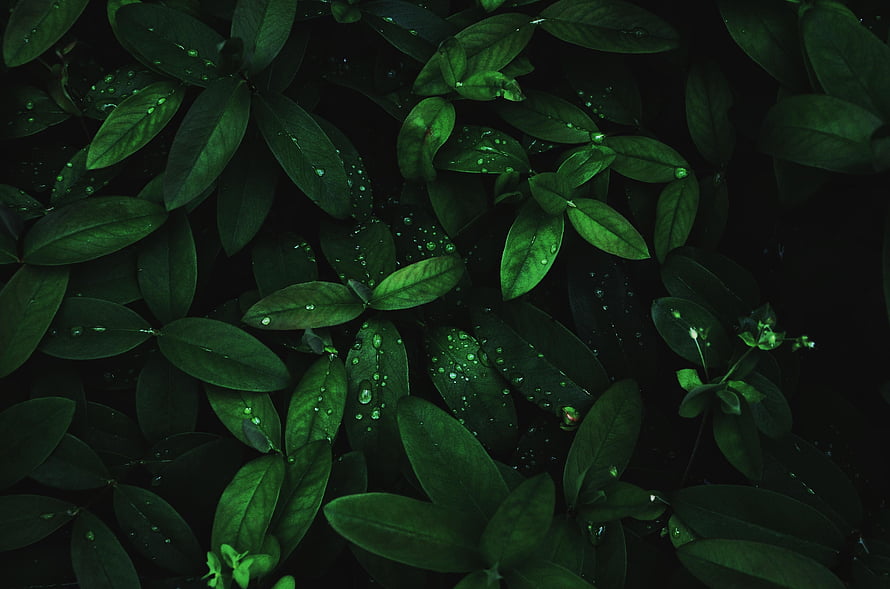 Dark Green Leaves With Dew Drops In Macro Nature Photography HD wallpaper