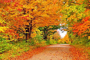 Vibrant Autumn Forest Pathway Lined With Golden And Red Foliage HD wallpaper