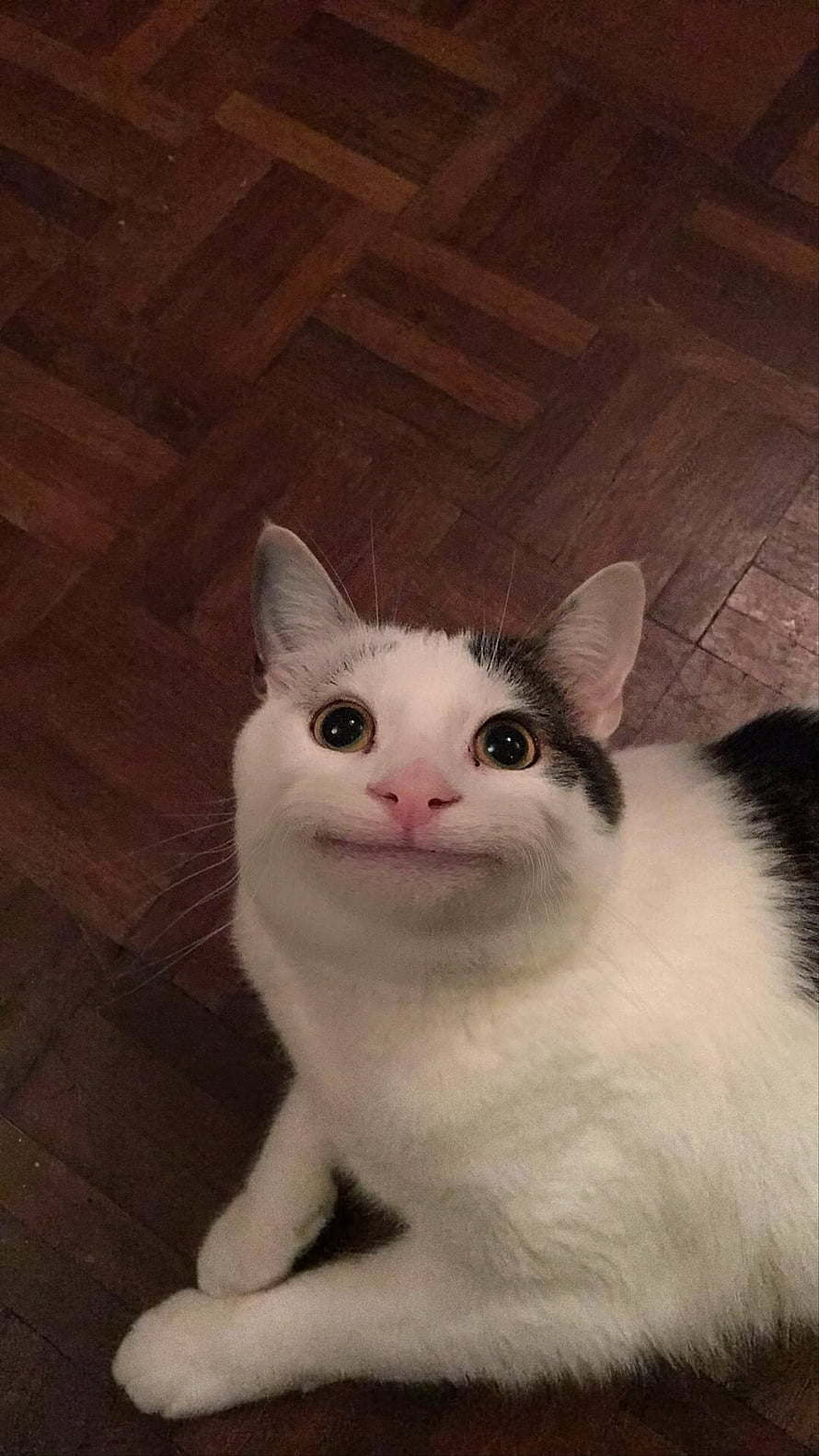 Funny White and Black Cat with a Human Smile Expression on Wooden Floor, Polite Cat (ft. Beluga) (Original Unaltered ) [px]: MemeRestoration HD phone wallpaper
