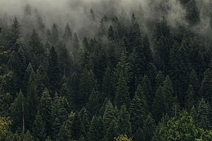 Misty Evergreen Forest Canopy Shrouded in Low-Hanging Fog HD wallpaper