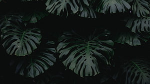 Dark Monstera Leaves Against Black Background HD wallpaper