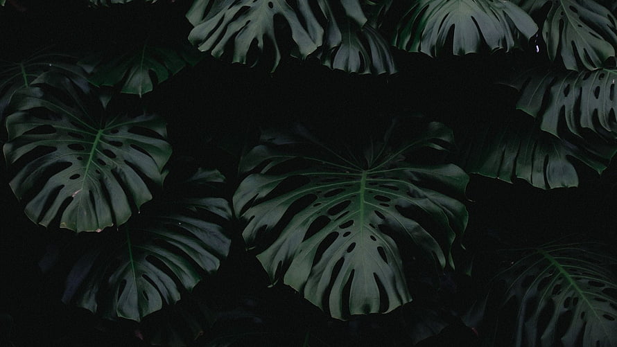 Dark Monstera Leaves Against Black Background HD wallpaper