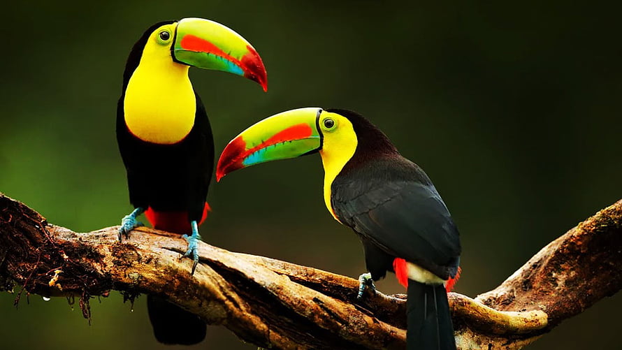 Two Keel-billed Toucans Perched on a Branch in a Lush Rainforest Setting HD wallpaper