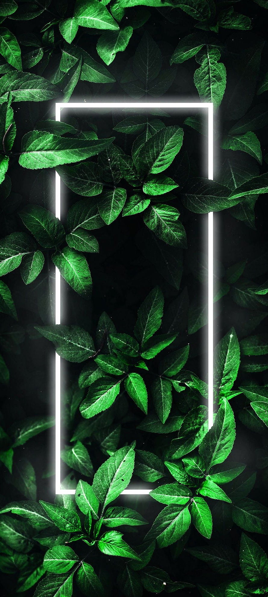Glowing White Neon Rectangle Frame Surrounded by Dark Green Leaves HD phone wallpaper