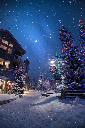 Magical Winter Night Street Scene with Snowy Christmas Trees and Festive Lights HD phone wallpaper