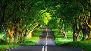 Scenic Country Road Tunnel of Green Trees and Lush Forest Canopy HD wallpaper
