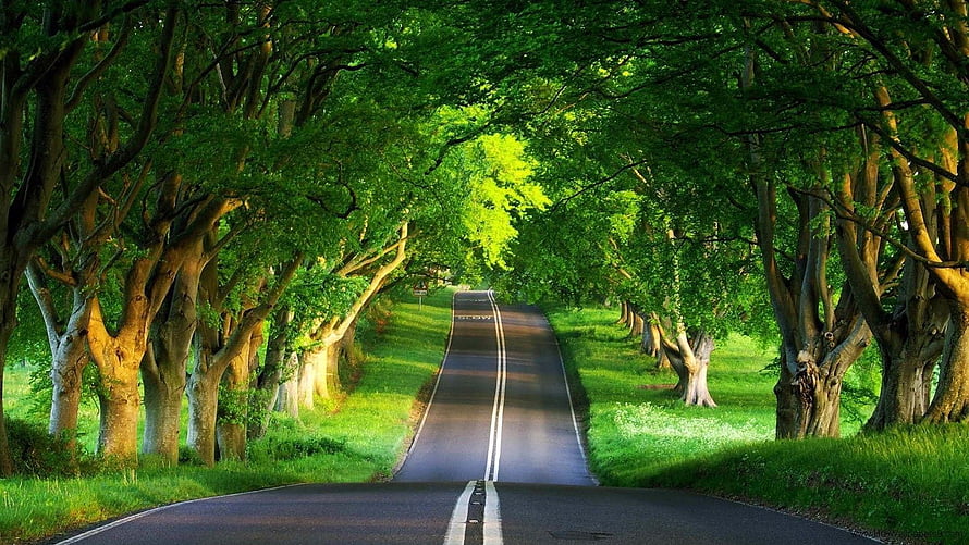 Scenic Country Road Tunnel of Green Trees and Lush Forest Canopy HD wallpaper