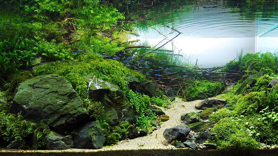 Lush Mossy Aquascape with Blue Tetras and Natural Rock Formation HD wallpaper