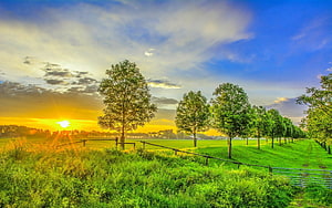 Serene Countryside Landscape with Lush Green Fields and Golden Sunset Sky HD wallpaper