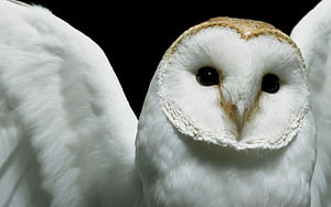 Close-up portrait of a white barn owl with wings spread against a black background HD wallpaper